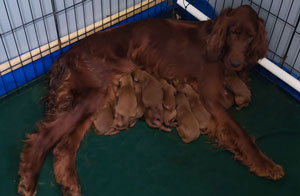 Ellie's first litter-12 puppies, 6 girls and 6 boys. Born 5-2-2020