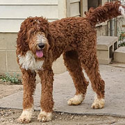 Mother of Red Standard Irishdoodle Puppys: HEAVENLY GRACIE, f1 red standard Irishdoodle.