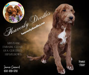 Photo of Heavenly Gracie x Heavenly Rusty red Standard Irishdoodle Puppy.