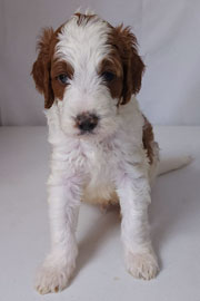 Photo of Heavenly Mary Quinn x Heavenly Rusty red Standard Irishdoodle Puppy.