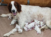 HEAVENLY MARY QUINN, AKC red and white setter, Mother of parti f1 Standard Irishdoodle Puppies.