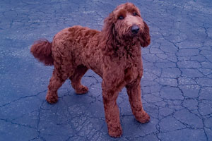 Photo of Irish Doodle red standard Male-Remey.