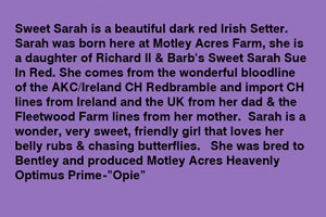 Motley Acres Sweet Sarah-Sarah