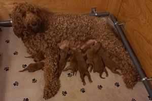 Puppies of SHEENA, one day old, 10-23-2020.