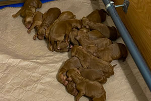 Puppies of SHEENA, one day old, 10-23-2020.