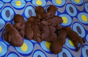 Ellie's first litter-12 puppies, 6 girls and 6 boys. Born 5-2-2020