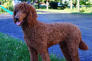 Photo of red standard poodle-Roscoe.
